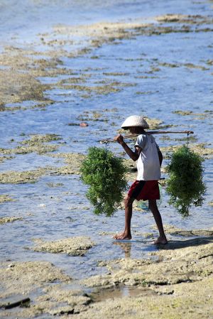 Sea Weed Harvester  Nusa Lembongan